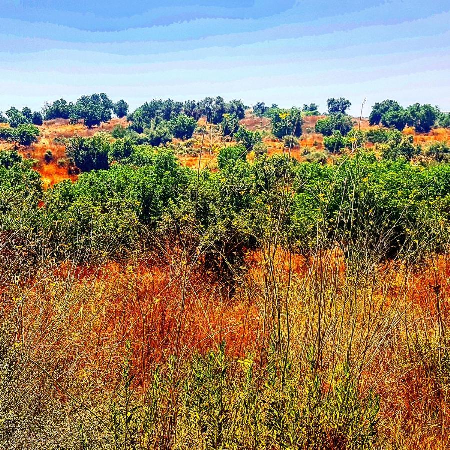 Kibbutz Nachshon Bed & Breakfast Bagian luar foto