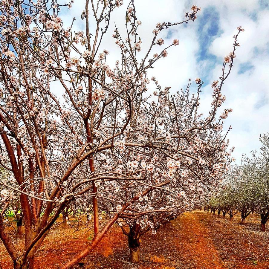 Kibbutz Nachshon Bed & Breakfast Bagian luar foto