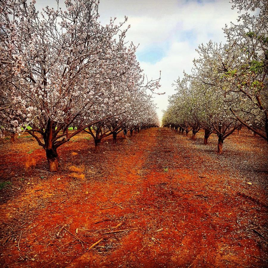 Kibbutz Nachshon Bed & Breakfast Bagian luar foto