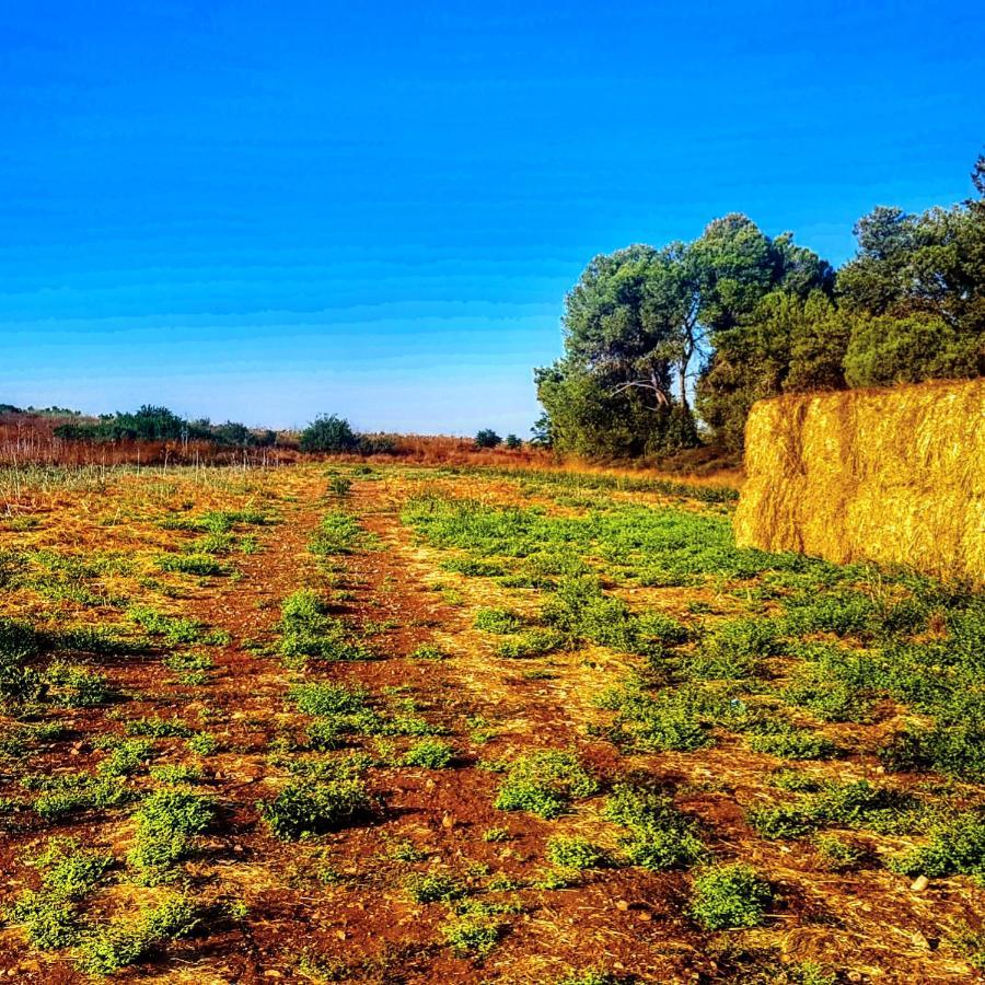 Kibbutz Nachshon Bed & Breakfast Bagian luar foto