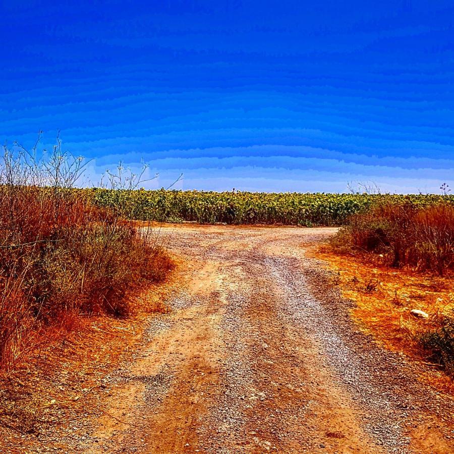 Kibbutz Nachshon Bed & Breakfast Bagian luar foto